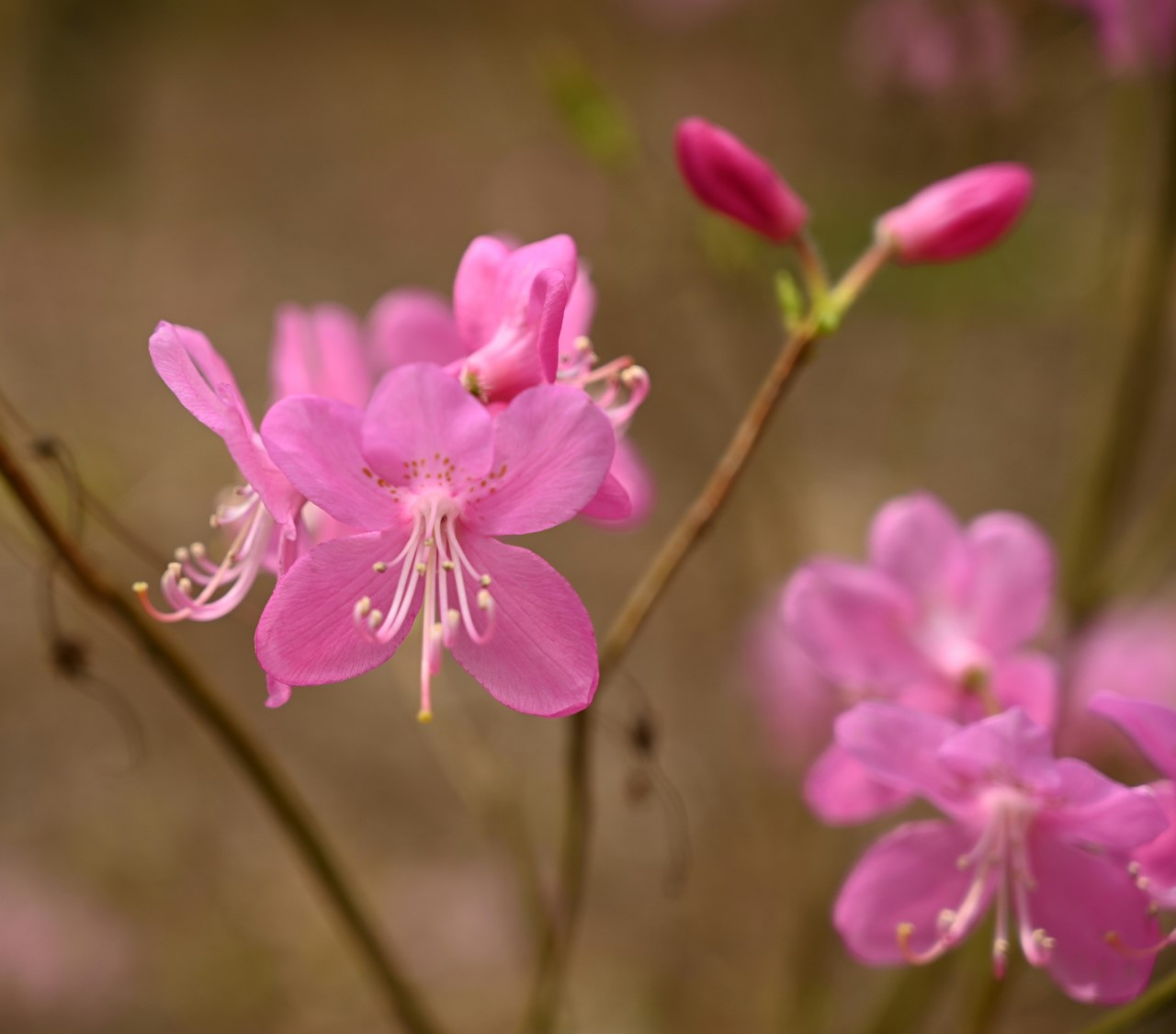 R. albrechtii